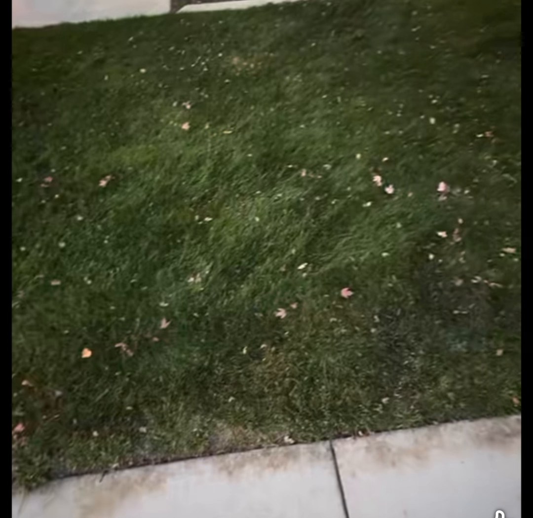 After: the same lawn cleared, green grass