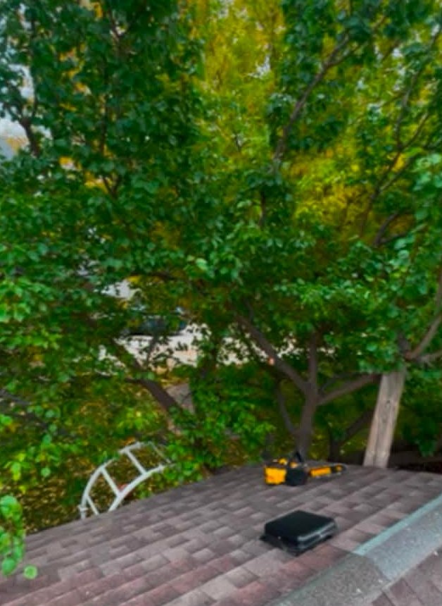 After: branches trimmed back and the roof clear