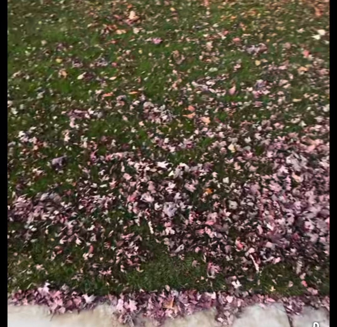 Before: lawn covered in fallen leaves