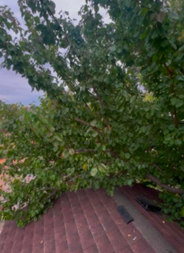 Before: tree branches lying on the roof